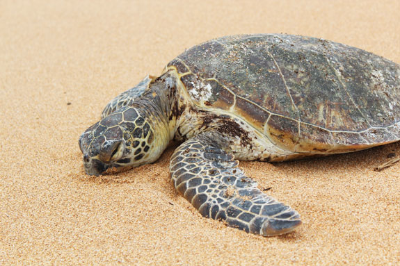 2012_04_16-Kauai11