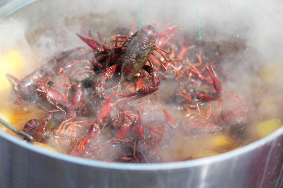 2012_06_18-RedBeans03